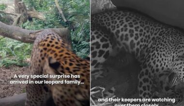A real blessing indeed - Rare Sri Lankan leopard gives birth to three cubs in Singapore Zoo
