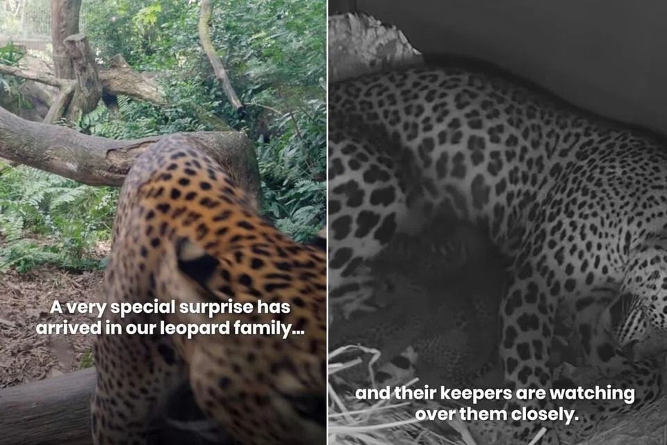 A real blessing indeed - Rare Sri Lankan leopard gives birth to three cubs in Singapore Zoo