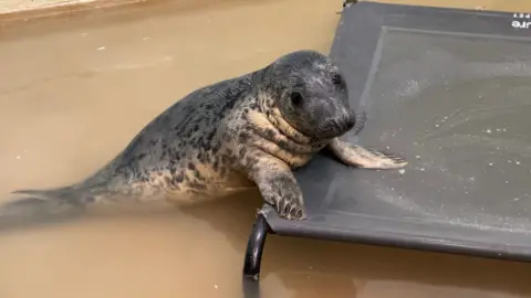 Hannah Roe/BBC A grey seal pup with spots and a yellow underside. It is climbing onto a black structure from a pool of murky water and is looking at the camera.