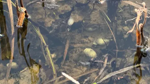 Green snails are laying on the floor of the ghost pond with reeds growing up around them. The pond bed is made up of brown dirt.