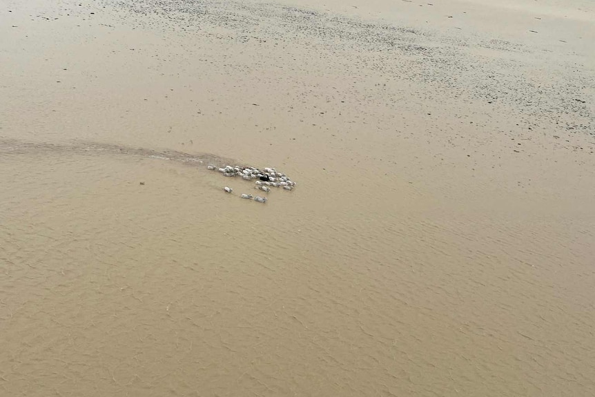 Stock swimming in flood water
