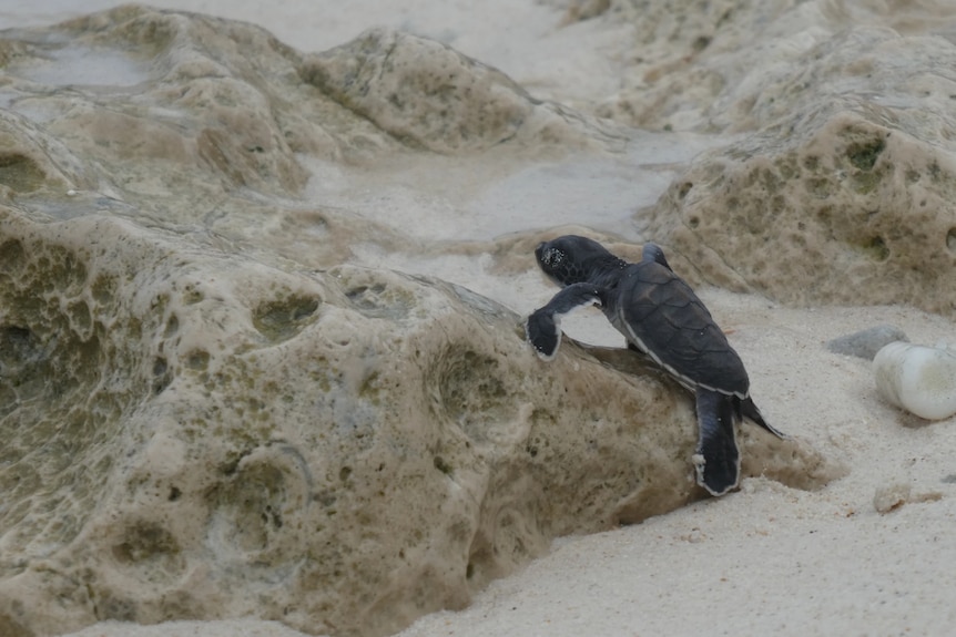 A tiny black turtle crawls up a rock on the sand.