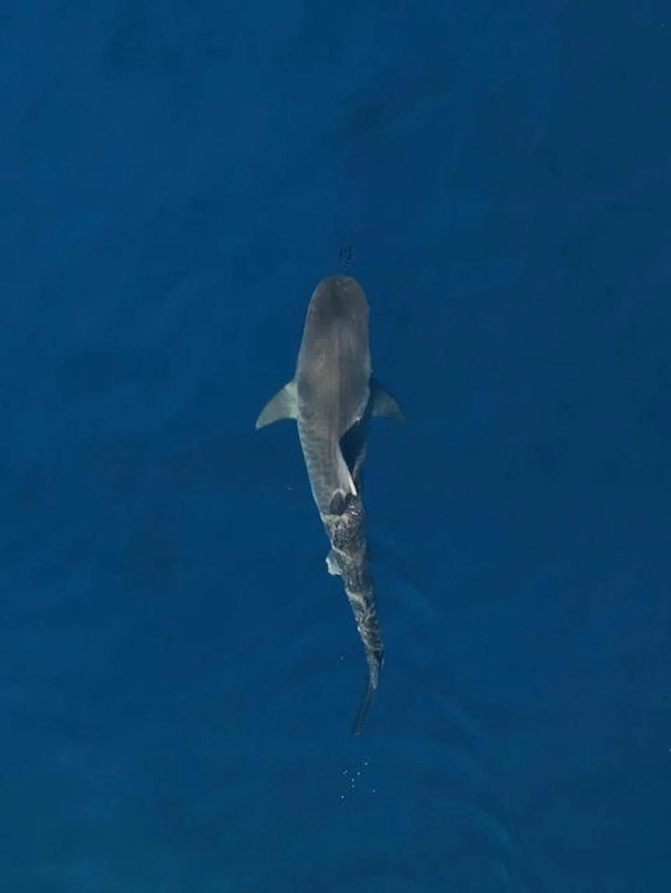 Female tiger shark (Cory Fults)