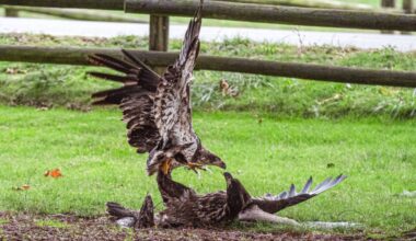 Kim Lagemaat caught this fight between two eagles, over a fish, in her front yard. If you&rsquo;ve captured a photograph of people, places or events from around Chilliwack that you would like to share, email it to editor@theprogress.com, with &ldquo;Community Camera&rdquo; in the subject line.