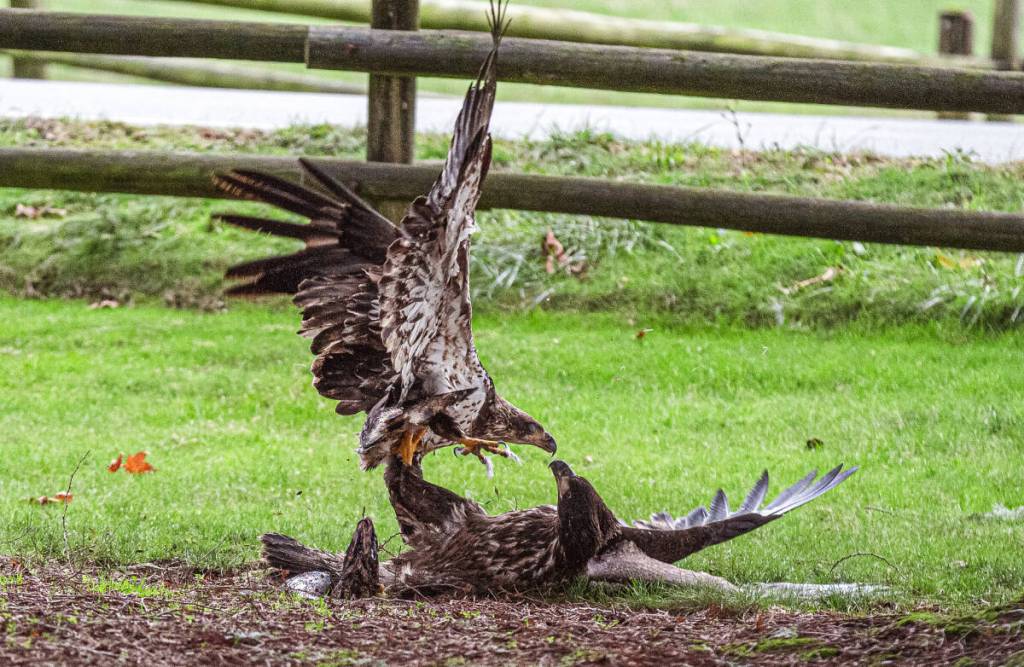 Kim Lagemaat caught this fight between two eagles, over a fish, in her front yard. If you&rsquo;ve captured a photograph of people, places or events from around Chilliwack that you would like to share, email it to editor@theprogress.com, with &ldquo;Community Camera&rdquo; in the subject line.