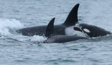 Researchers observed Bigg&rsquo;s killer whales T73A3, T75C and T75C3, travelling through Victoria waters Jan. 1, 2026. (Courtesy of Center for Whale Research)