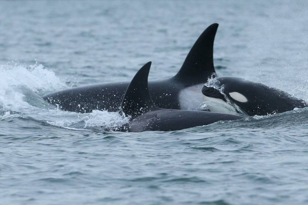Researchers observed Bigg&rsquo;s killer whales T73A3, T75C and T75C3, travelling through Victoria waters Jan. 1, 2026. (Courtesy of Center for Whale Research)
