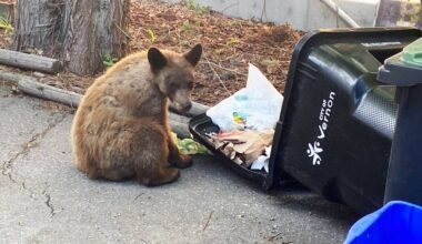 Wild Wise Society president Mollie Cameron says while colder temperatures do play a role in bear dormancy, food availability makes it hard for them to hibernate. (Jennifer Smith, Black Media file photo)