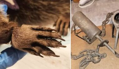 Young raccoons had their legs maimed by a trap in Maple Ridge, and had to be euthanized. (Critter Care Wildlife Society/Special to The News)