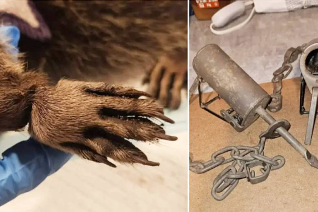 Young raccoons had their legs maimed by a trap in Maple Ridge, and had to be euthanized. (Critter Care Wildlife Society/Special to The News)