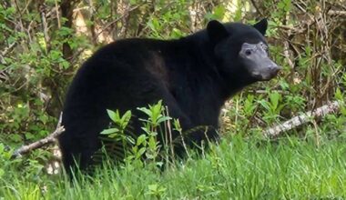 A black bear looking rather disheveled was snapped in Port Renfrew on April 12. (Courtesy of Jennifer Heinrichs)