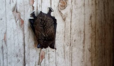 Bat sleeping on wood - Reporting sleeping bats helps researchers learn what is normal. (Photo by Okanagan Community Bat Program/Contributed)