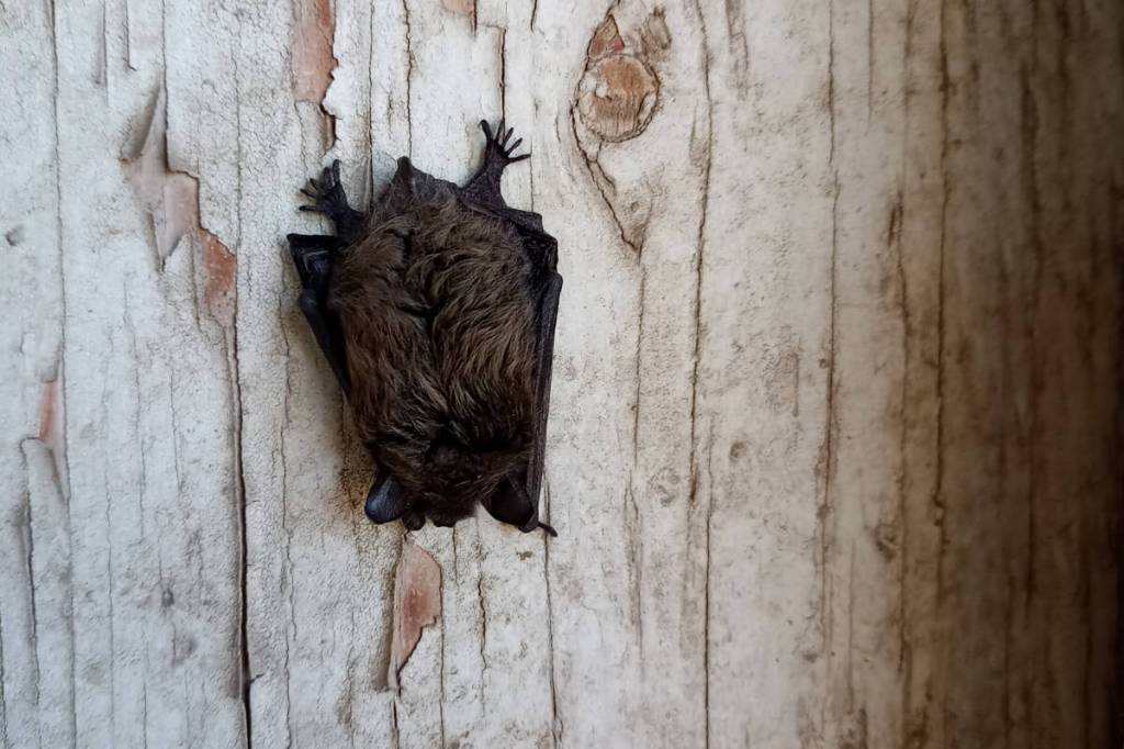 Bat sleeping on wood - Reporting sleeping bats helps researchers learn what is normal. (Photo by Okanagan Community Bat Program/Contributed)
