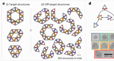 A polyhedral structure controls programmable self-assembly