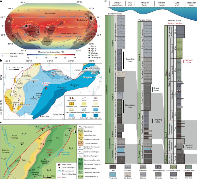 A Cambrian soft-bodied biota after the first Phanerozoic mass extinction