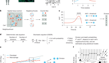 Temporal tissue dynamics from a spatial snapshot