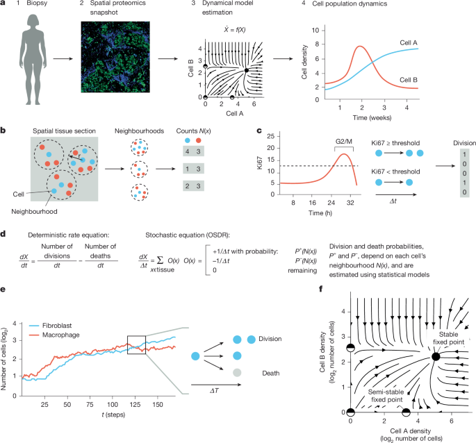 Temporal tissue dynamics from a spatial snapshot