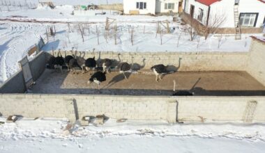 African ostriches adapt to subzero winters in Türkiye