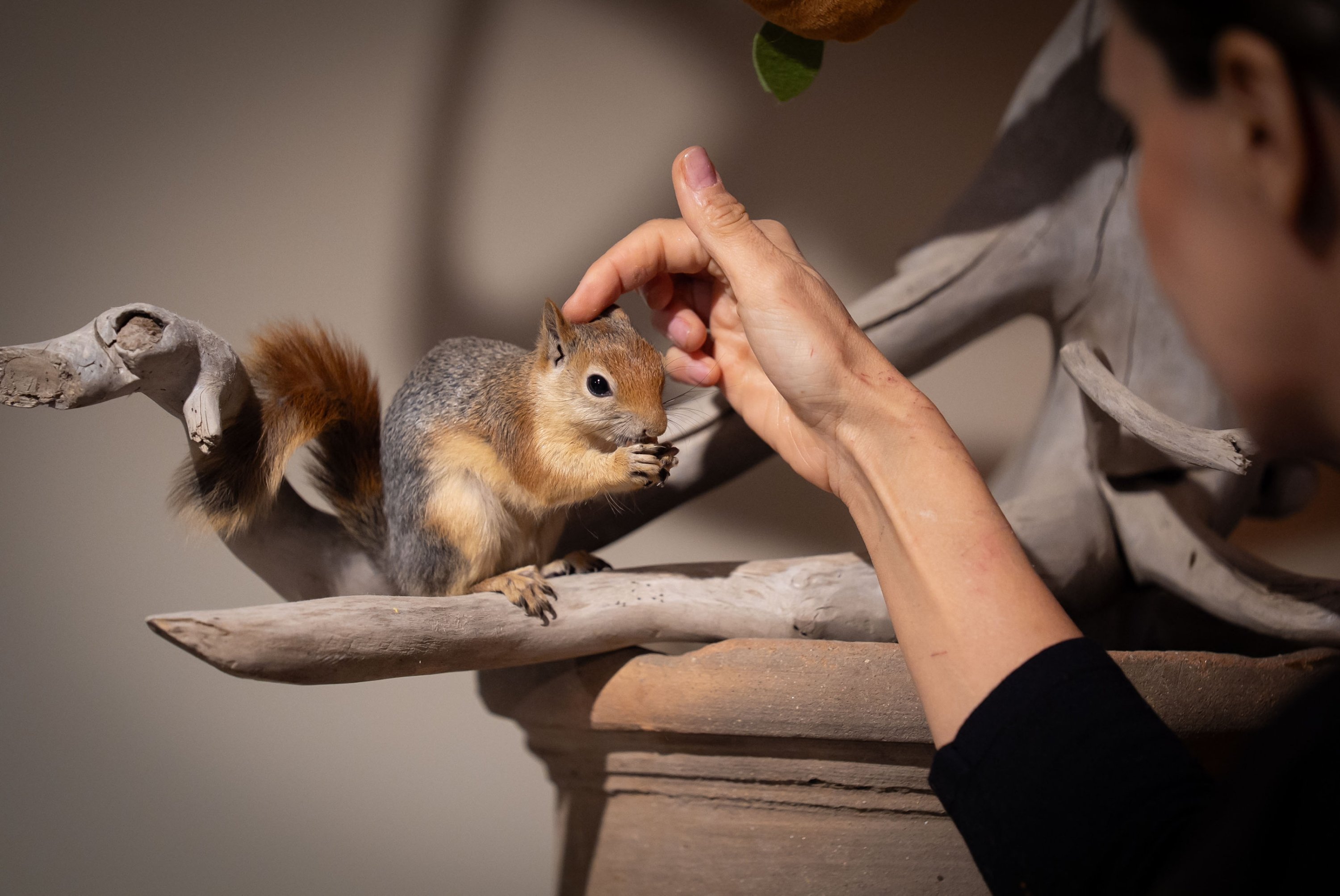 Veterinary technician Yağmur Denli pets