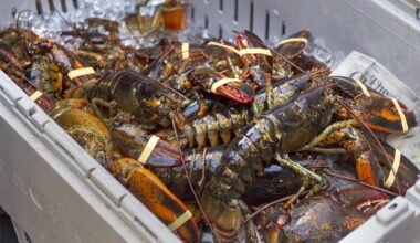N.S. lobster exports outside China are picking up as tariffs soften demand