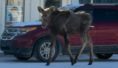 Officials confirm Maidstone moose ‘Elliott’ did not survive rescue attempt