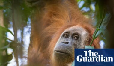 Indonesia takes action against mining firms after floods devastate population of world’s rarest ape | Indonesia