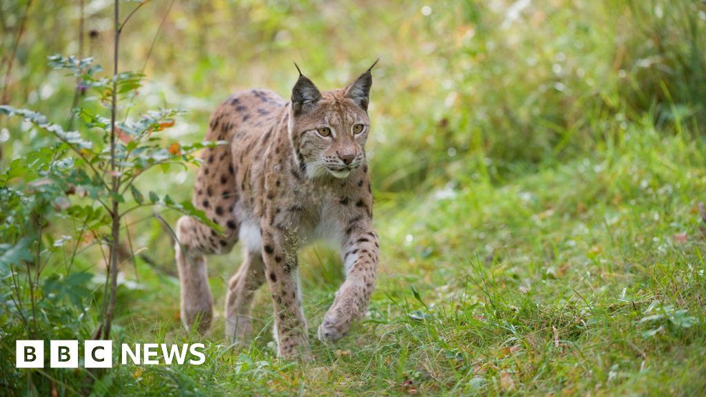 Highland and Moray locals to be asked for views on lynx reintroduction