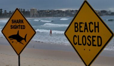 Inside the F1-like blood handover operation on the Spit Bridge to save Wollongong man’s life