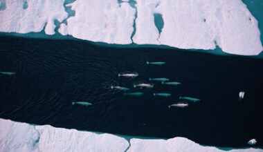 The High Seas Treaty sets sail today, ushering in a new era of ocean governance without Canada -- for now