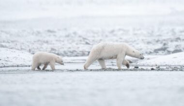 Polar bears in Norway’s Arctic are getting fatter and healthier, despite melting sea ice - CTV News