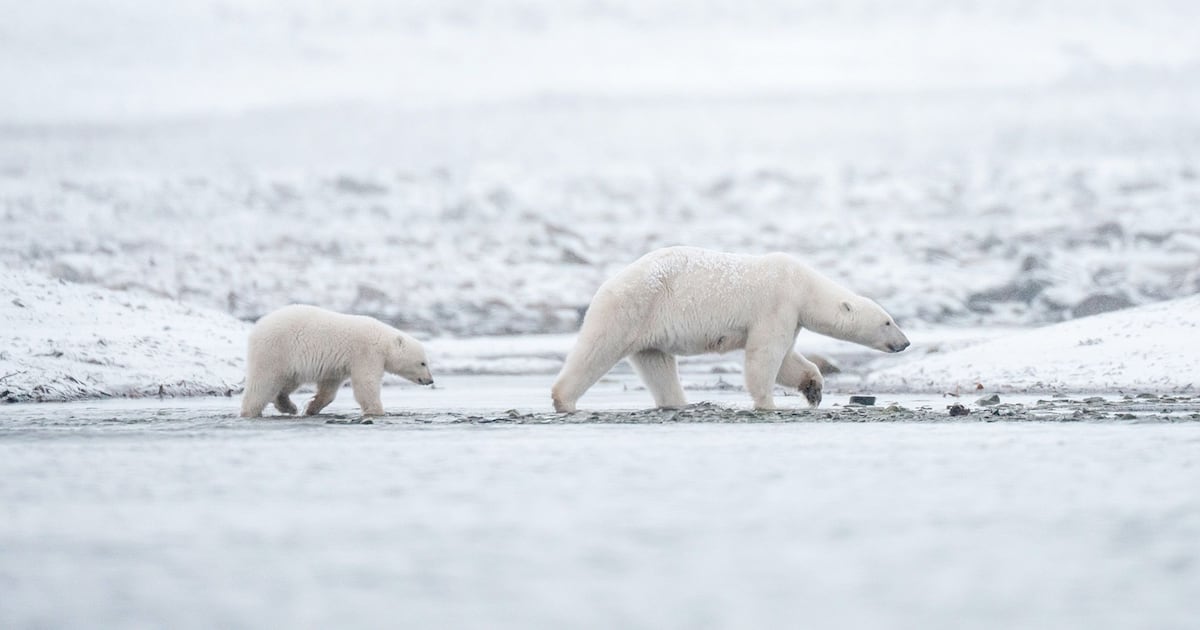 Polar bears in Norway’s Arctic are getting fatter and healthier, despite melting sea ice - CTV News