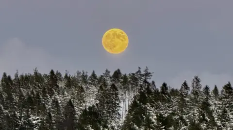 BBC Weather Watchers/Standfree333 A yellow moon over snow capped evergreen trees on a grey-blue cloudy sky