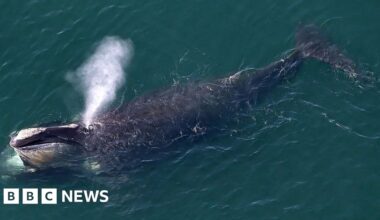 Donegal whale in 'extraordinary' sighting in US coastal waters