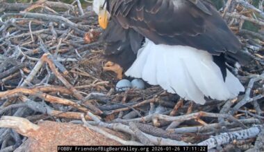 Watch: Nest camera confirms California bald eagles have a second egg