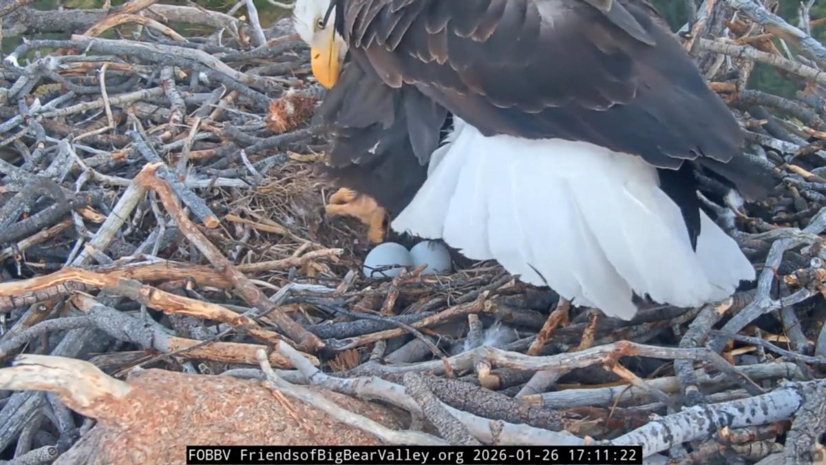 Watch: Nest camera confirms California bald eagles have a second egg