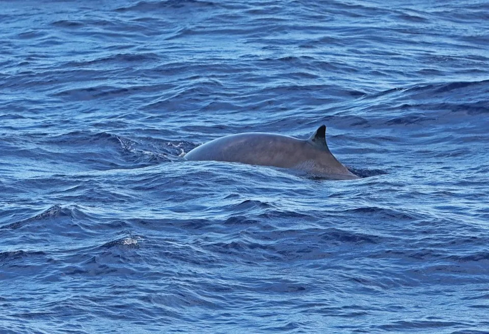 Gervais's Beaked Whale (Mesoplodon europaeus) adult diving near Canary Islands, Atlantic Ocean May