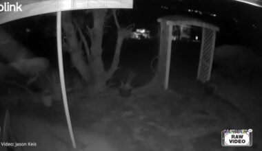 Cougar caught on camera in Vernon neighbourhood