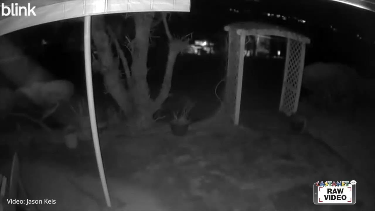 Cougar caught on camera in Vernon neighbourhood