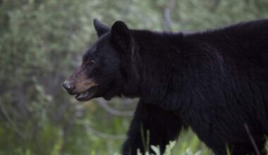 Fewer black bears killed in B.C. last year than in last decade: conservation officers
