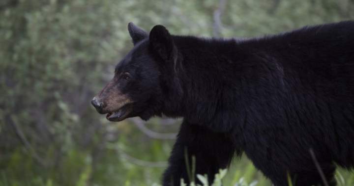 Fewer black bears killed in B.C. last year than in last decade: conservation officers