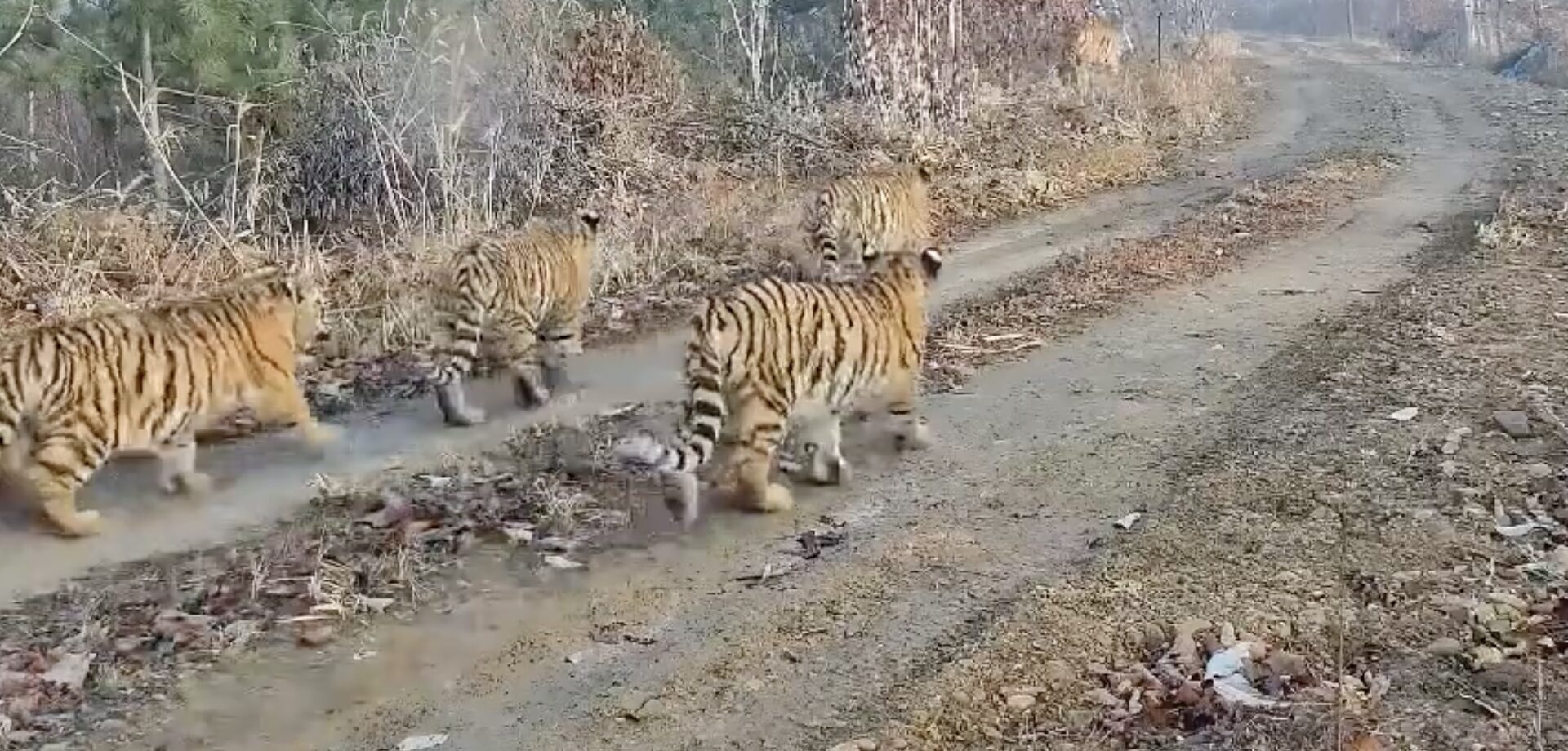 Camera traps in China capture first-ever footage of Amur tigress with five cubs