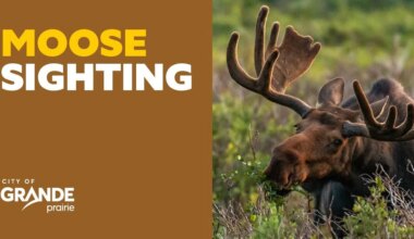 Moose and deer sightings reported in Grande Prairie