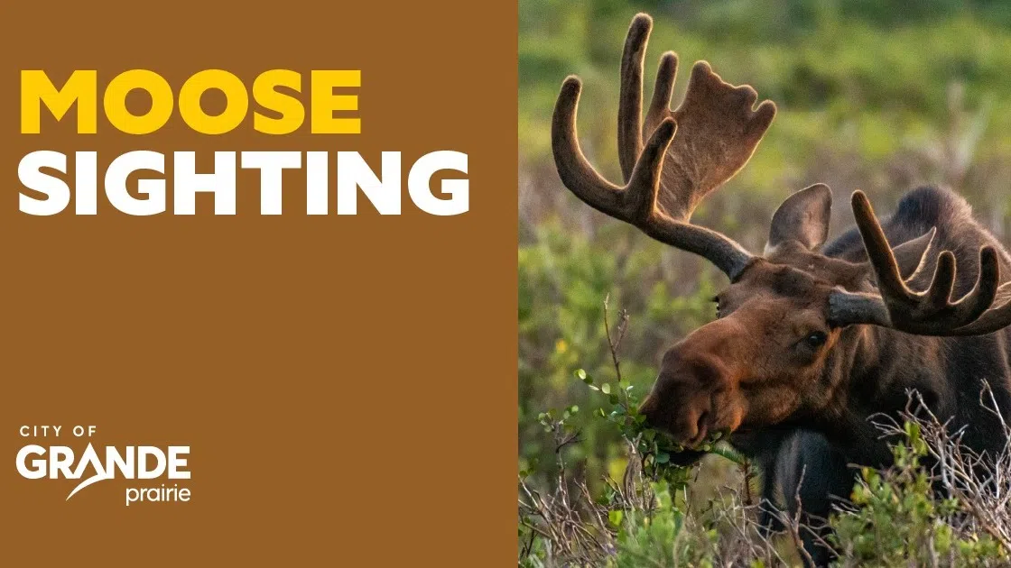 Moose and deer sightings reported in Grande Prairie