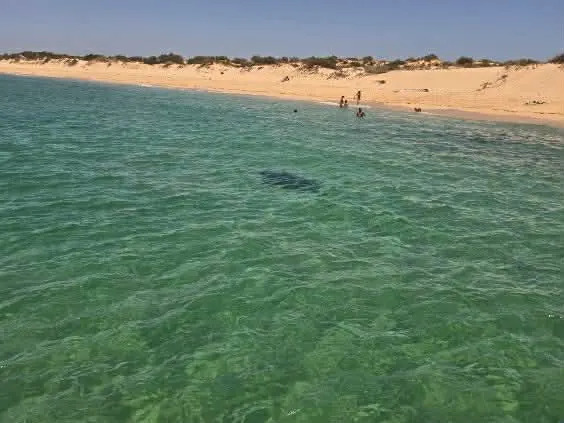 A distance shot of swimmers in the water at Bundegi Beach with the shadow of a 2.5-metre-long shark in the water.
