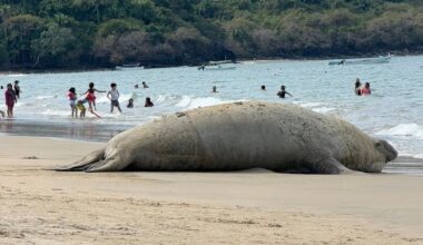 elephant seal on Nayarit beach