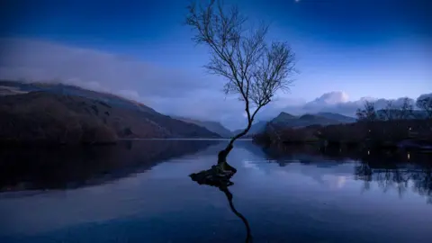 Christopher Furlong / Getty Images The tree, submerged in water in a nighttime scene