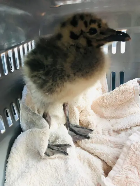 Karen McKone A baby gull chick in a carrier standing on a towel
