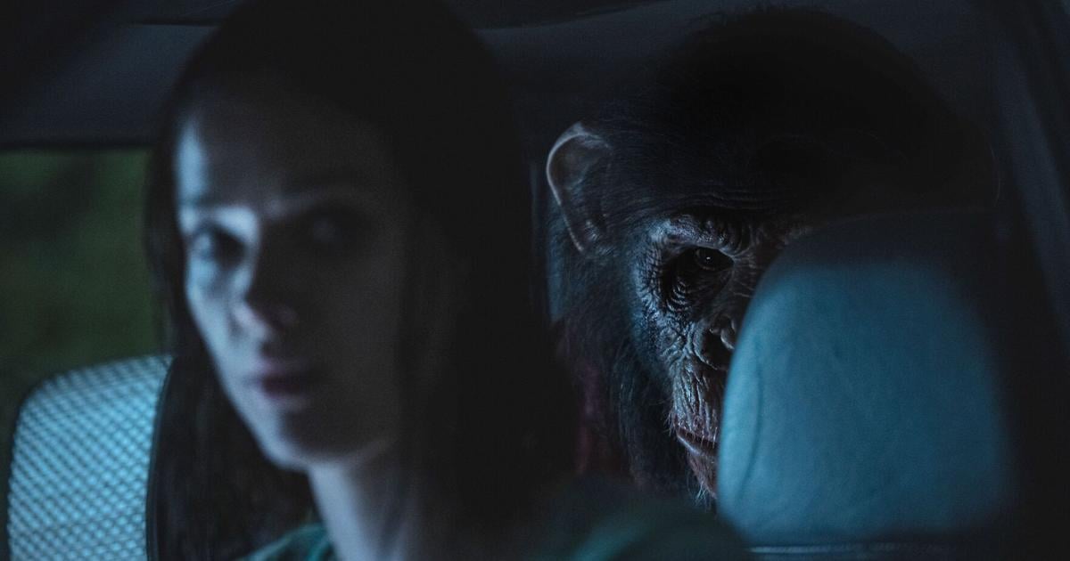 Forget ‘Cocaine Bear’: Rabid chimp thriller ‘Primate’ is an absorbing, freaky delight - Toronto Star