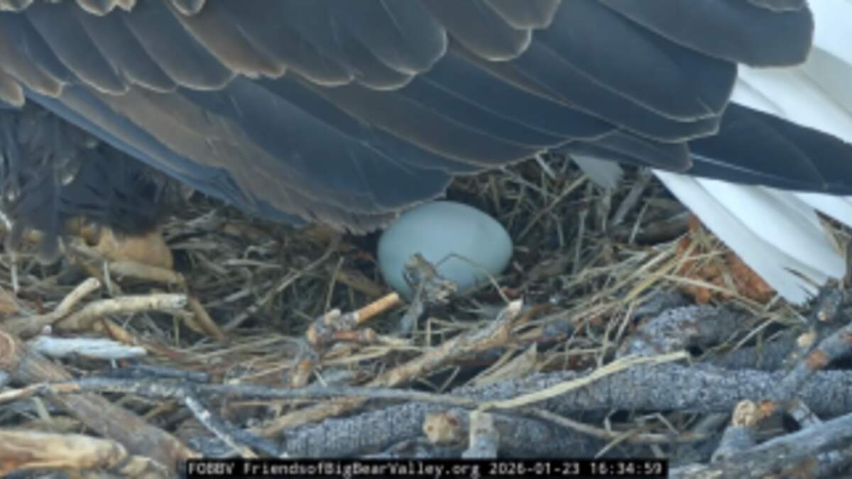 Big Bear Bald Eagles Jackie and Shadow Lay First Egg of 2026