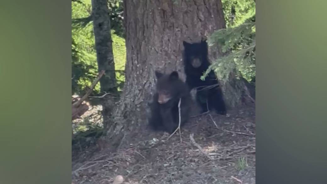 Click to play video: 'Black bear killed in Whistler leaves behind three cubs'
